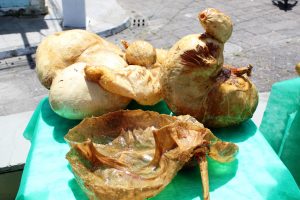 Medicina -Veterinária- Cesmac- promove- I -Anatomia -na- Praça-(23)