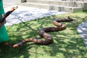 Medicina -Veterinária- Cesmac- promove- I -Anatomia -na- Praça-(23)