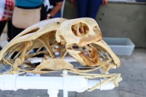 Medicina -Veterinária- Cesmac- promove- I -Anatomia -na- Praça-(23)
