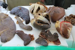 Medicina -Veterinária- Cesmac- promove- I -Anatomia -na- Praça-(23)