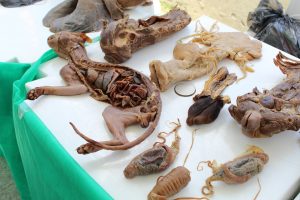 Medicina -Veterinária- Cesmac- promove- I -Anatomia -na- Praça-(23)