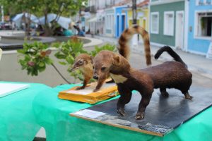 Medicina -Veterinária- Cesmac- promove- I -Anatomia -na- Praça-(23)