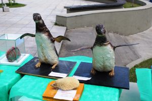 Medicina -Veterinária- Cesmac- promove- I -Anatomia -na- Praça-(23)