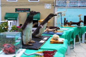 Medicina -Veterinária- Cesmac- promove- I -Anatomia -na- Praça-(23)
