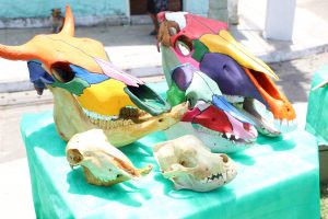 Medicina -Veterinária- Cesmac- promove- I -Anatomia -na- Praça-(23)